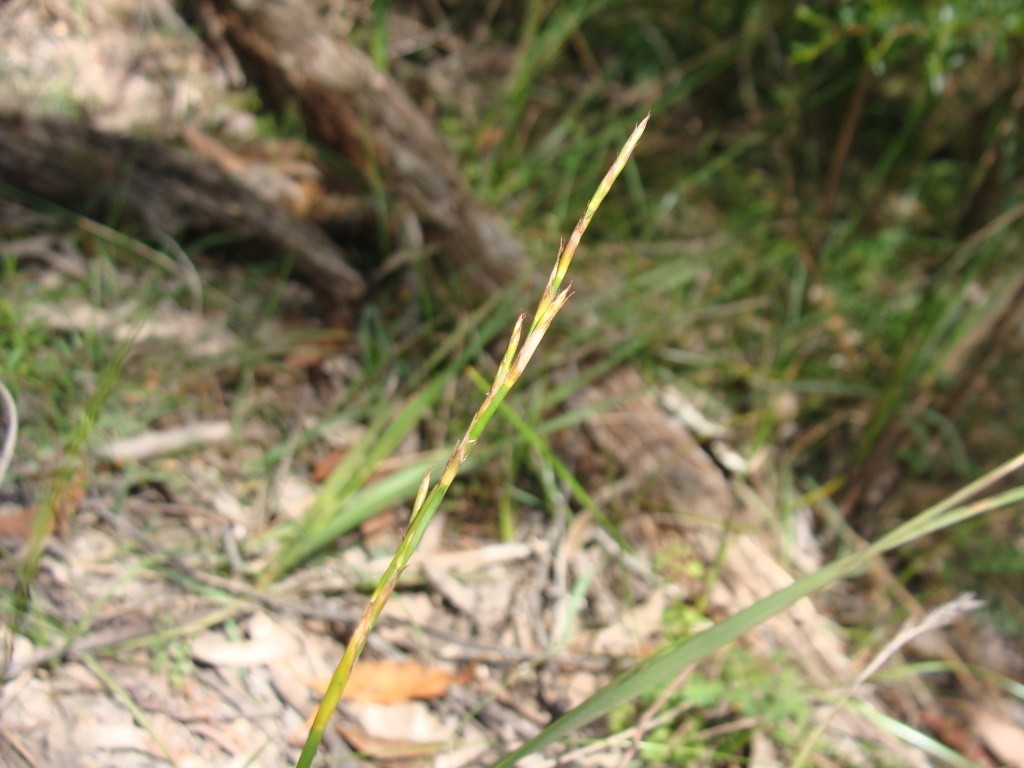 Lepidosperma gunnii (hero image)