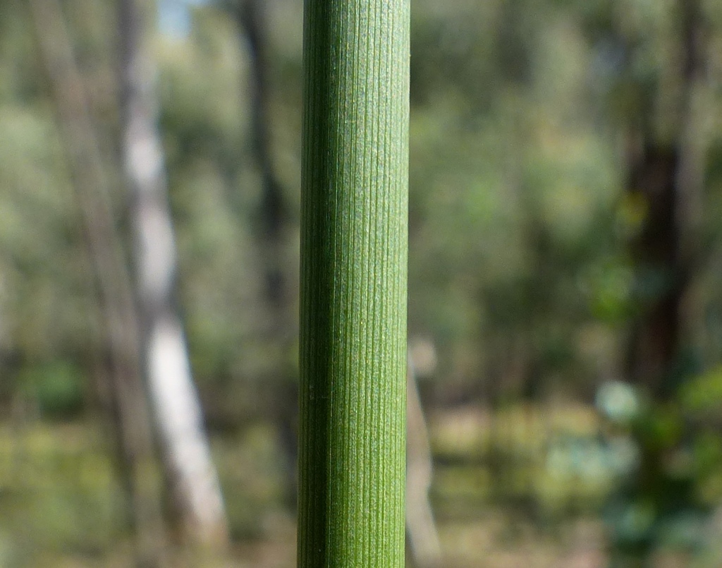 Juncus vaginatus (hero image)