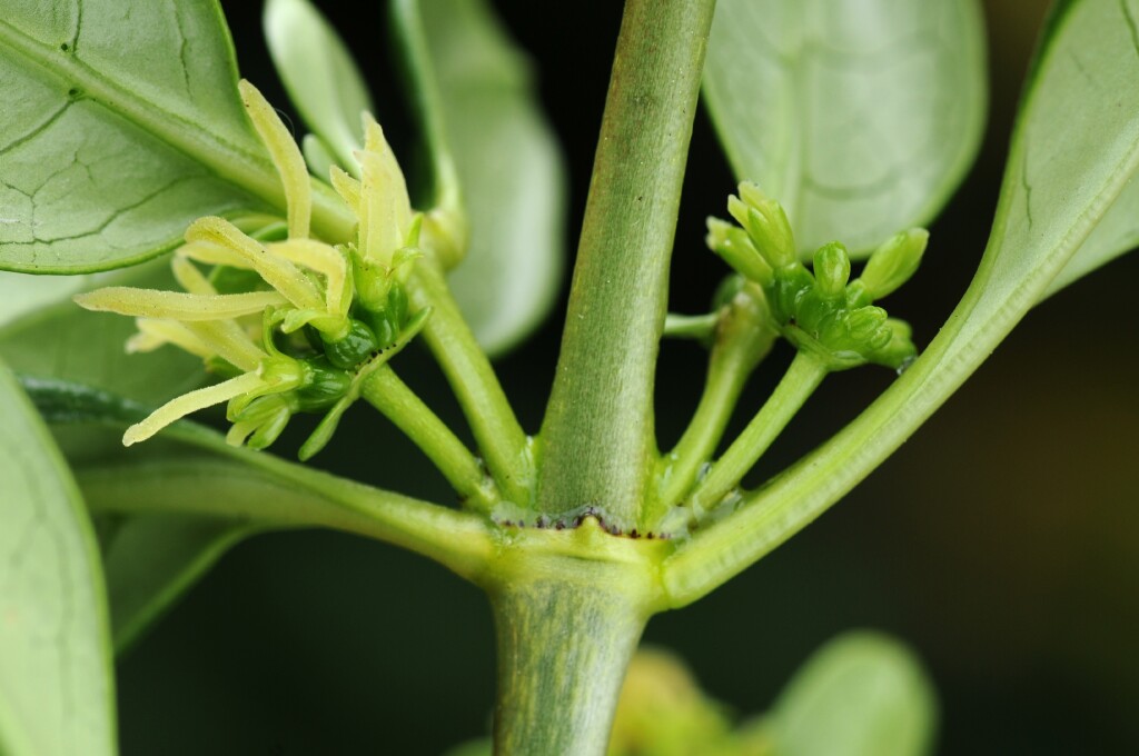 Coprosma repens (hero image)