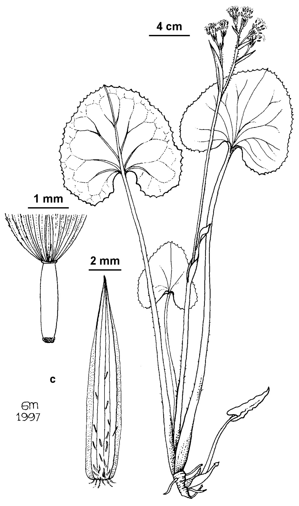 Petasites pyrenaicus (hero image)