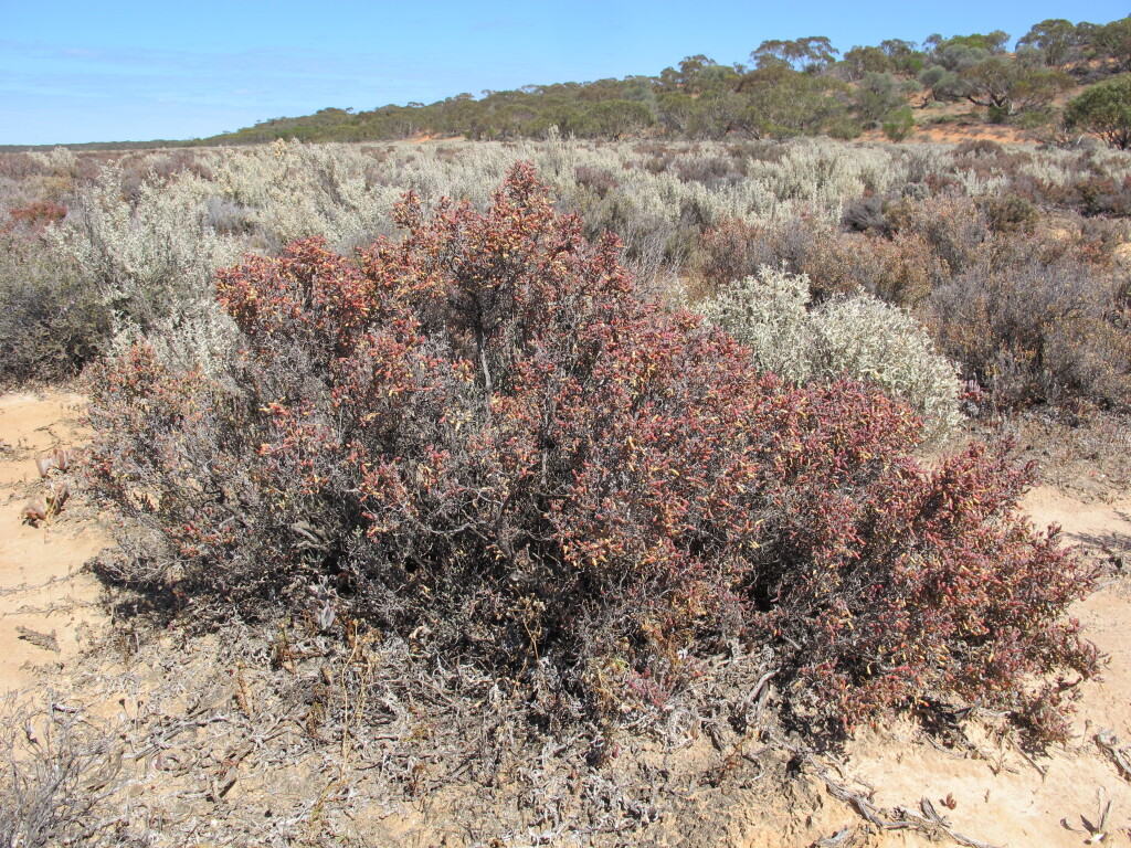 Tecticornia moniliformis (hero image)