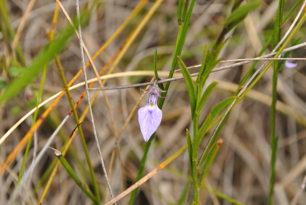 Pigea vernonii (hero image)