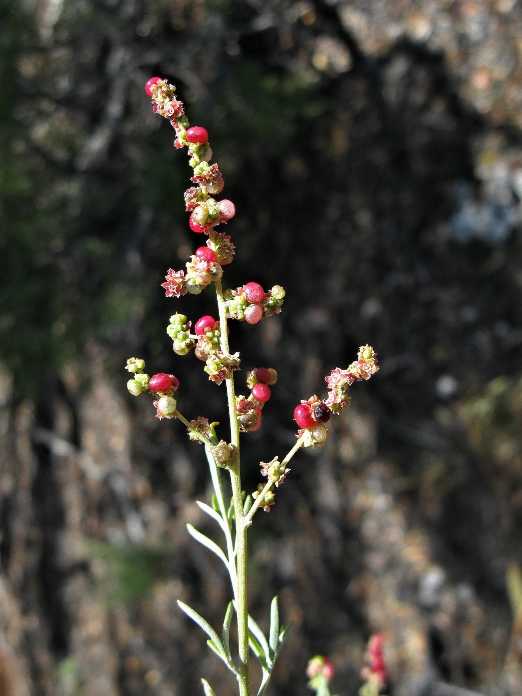 Rhagodia crassifolia (hero image)