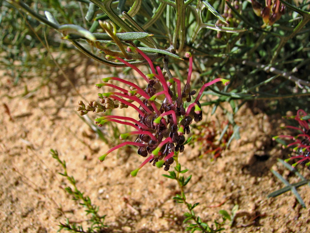 Grevillea angustiloba (hero image)