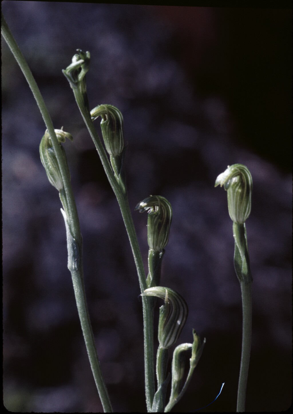Pterostylis parviflora (hero image)