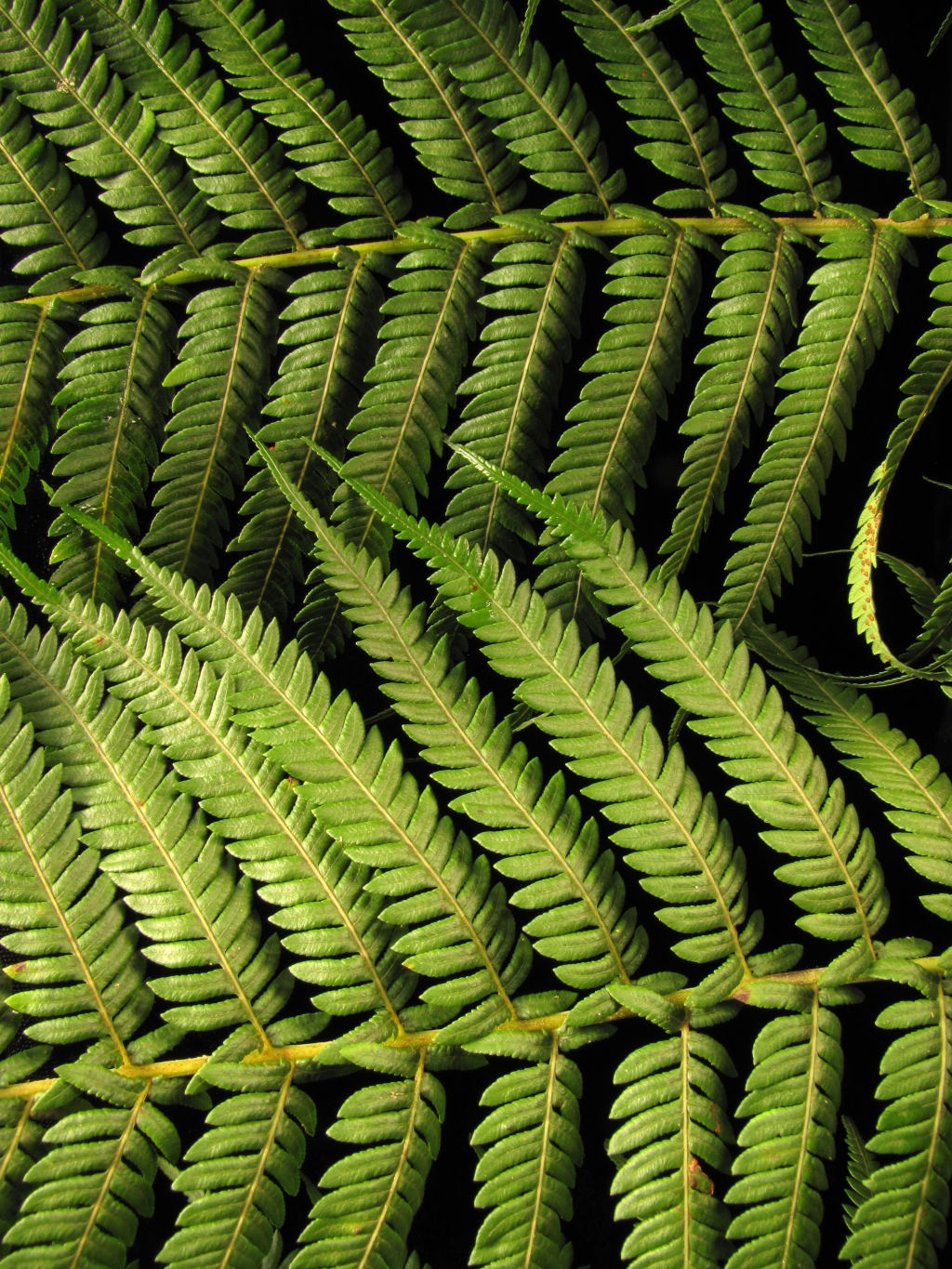 Cyathea (hero image)