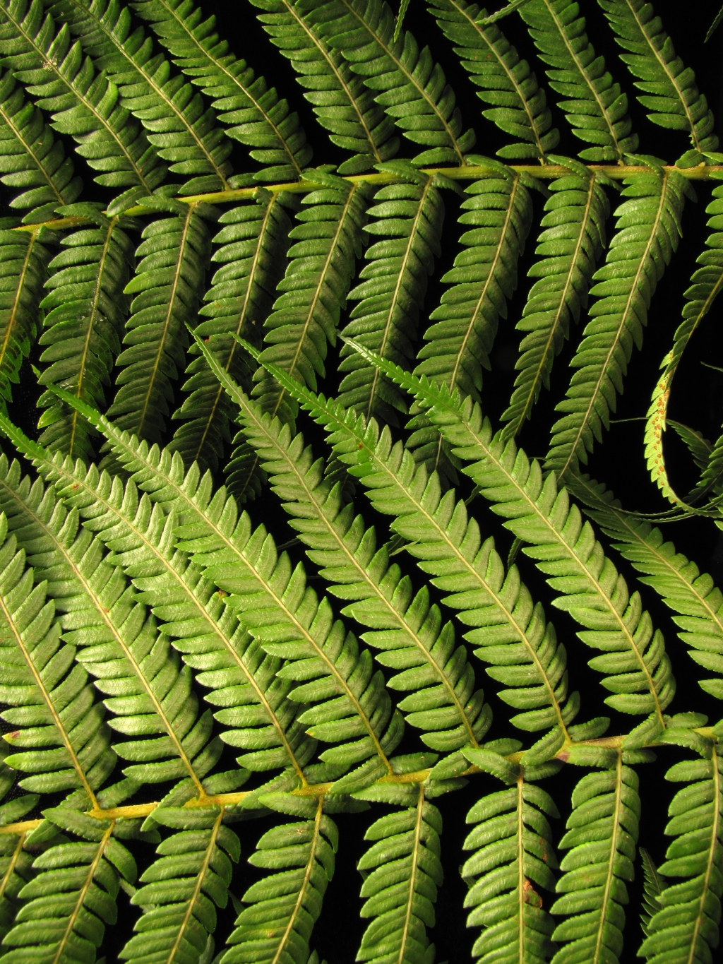 Cyatheaceae (hero image)