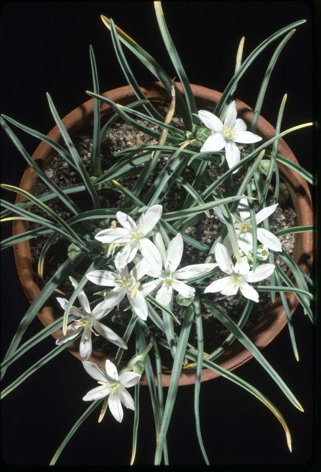 Ornithogalum umbellatum (hero image)