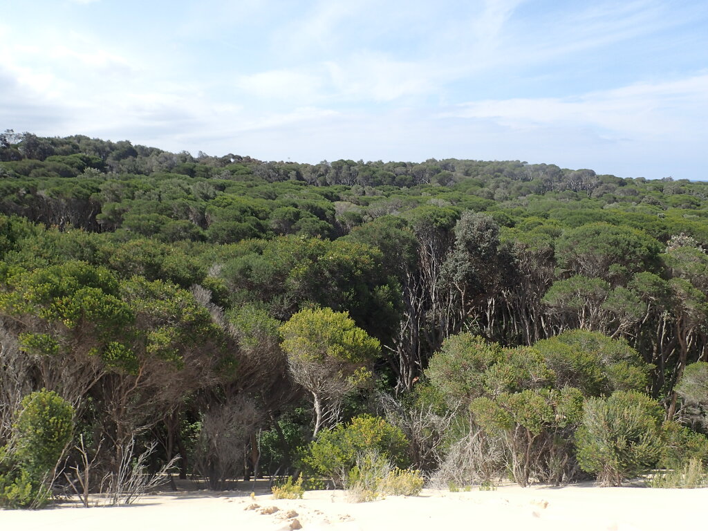 Melaleuca armillaris (hero image)