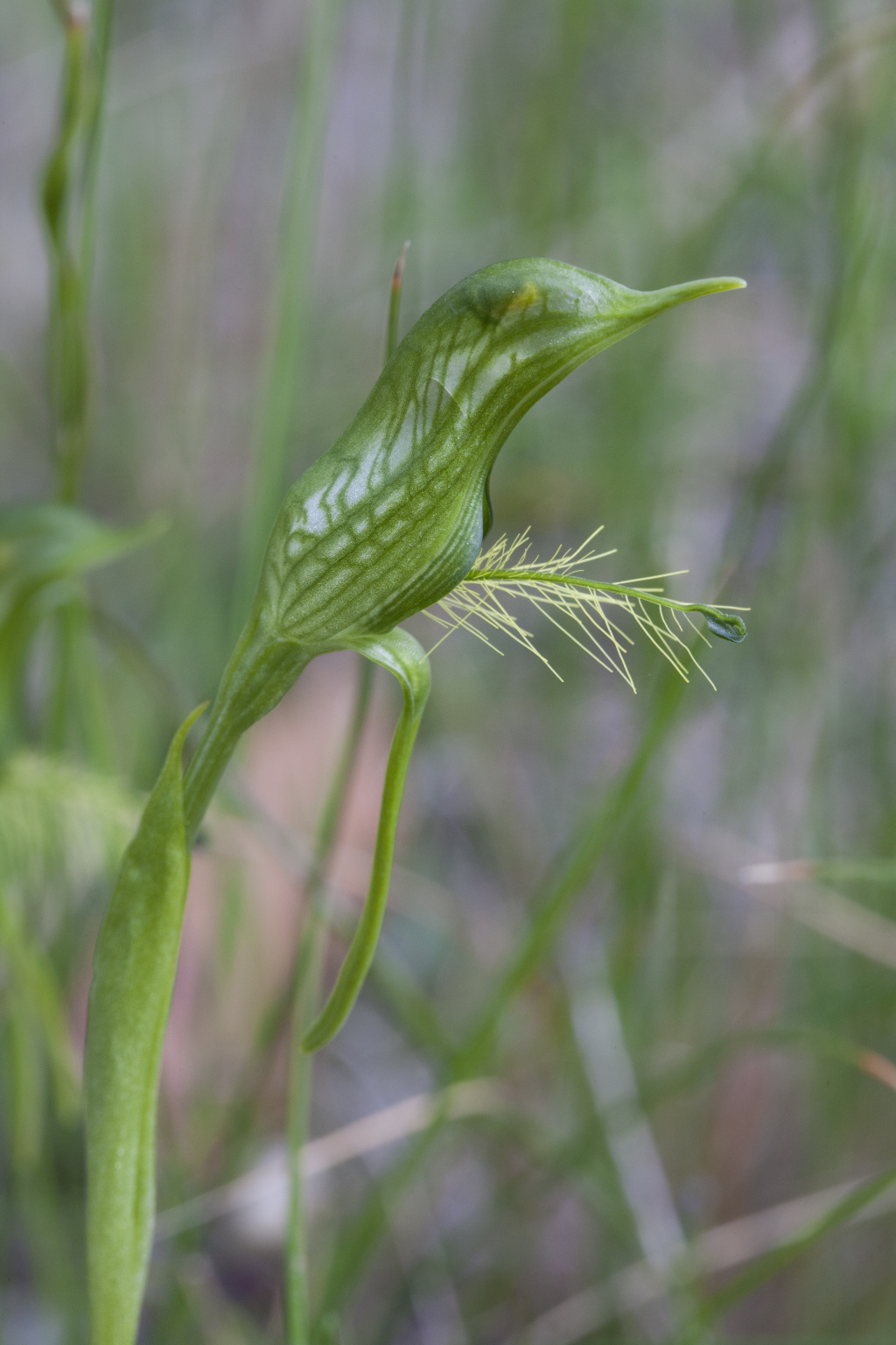 Pterostylis plumosa (hero image)