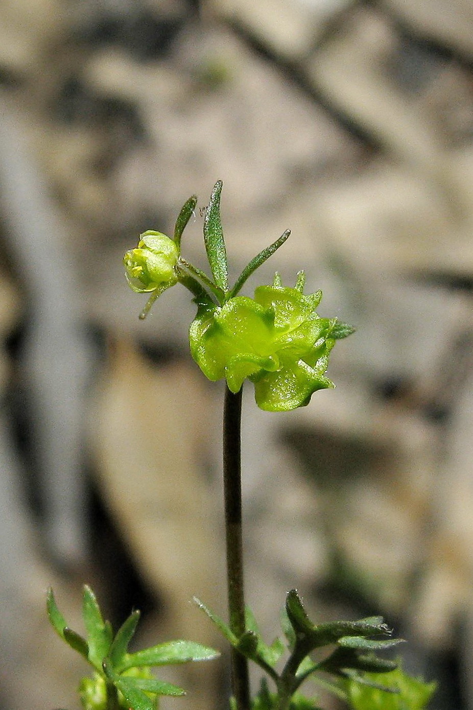 Ranunculus pentandrus (hero image)