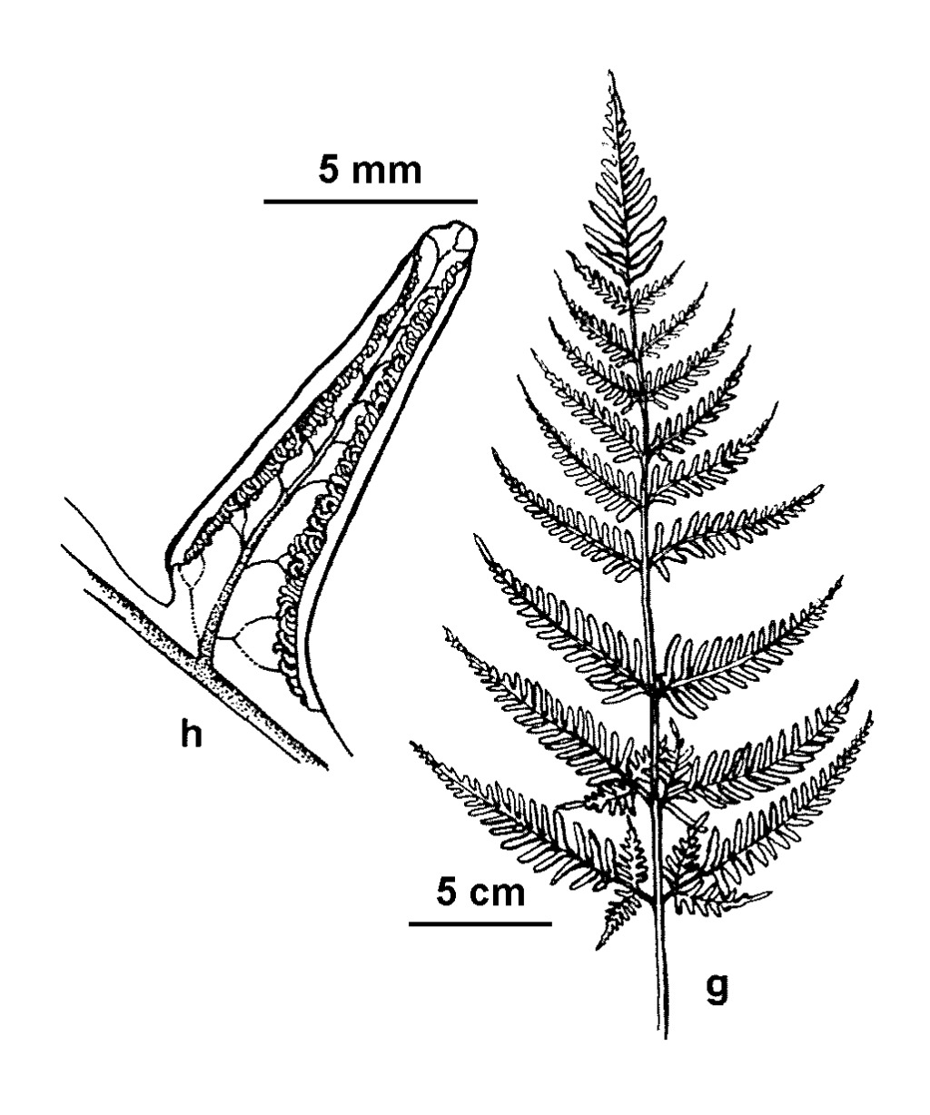 Pteris tremula (hero image)