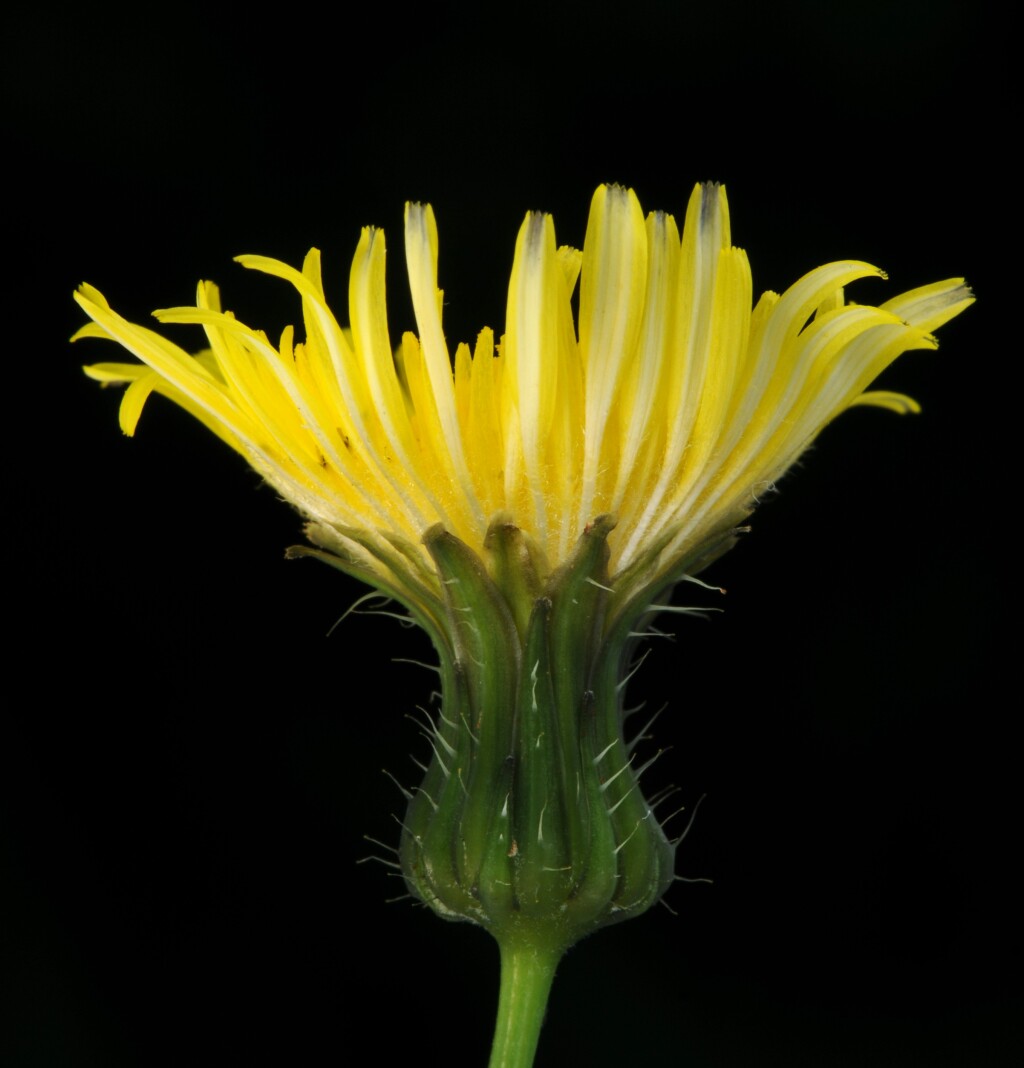 Sonchus oleraceus (hero image)