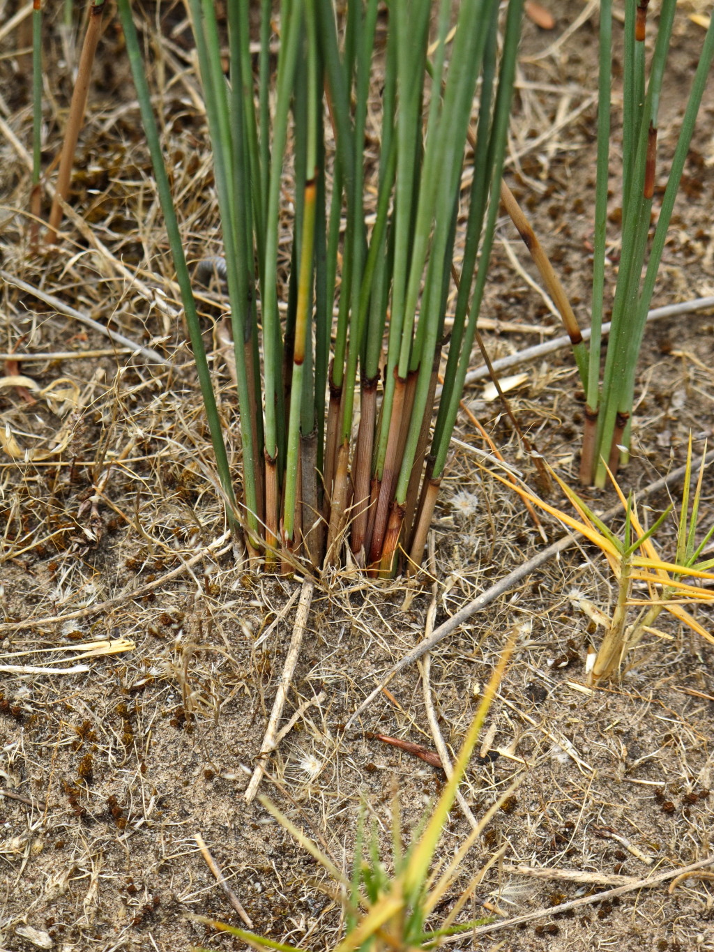 Machaerina juncea (hero image)