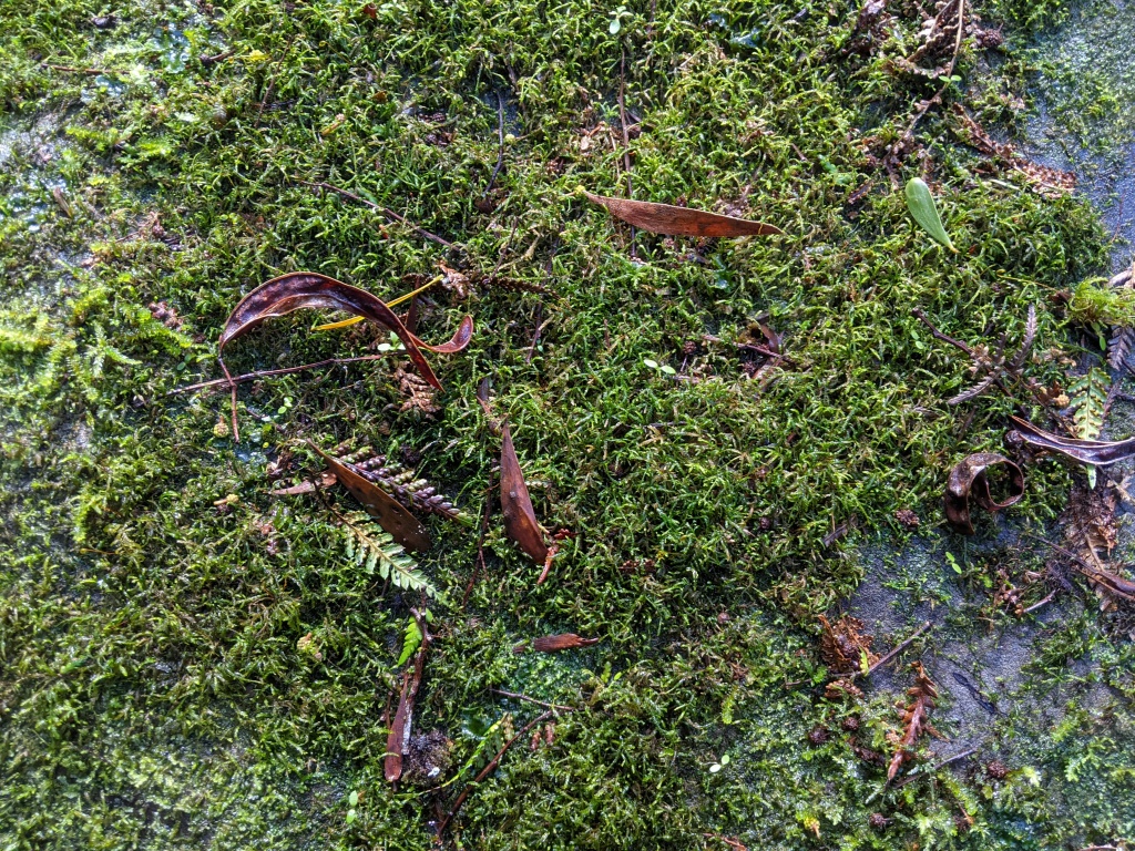 Lembophyllaceae (hero image)