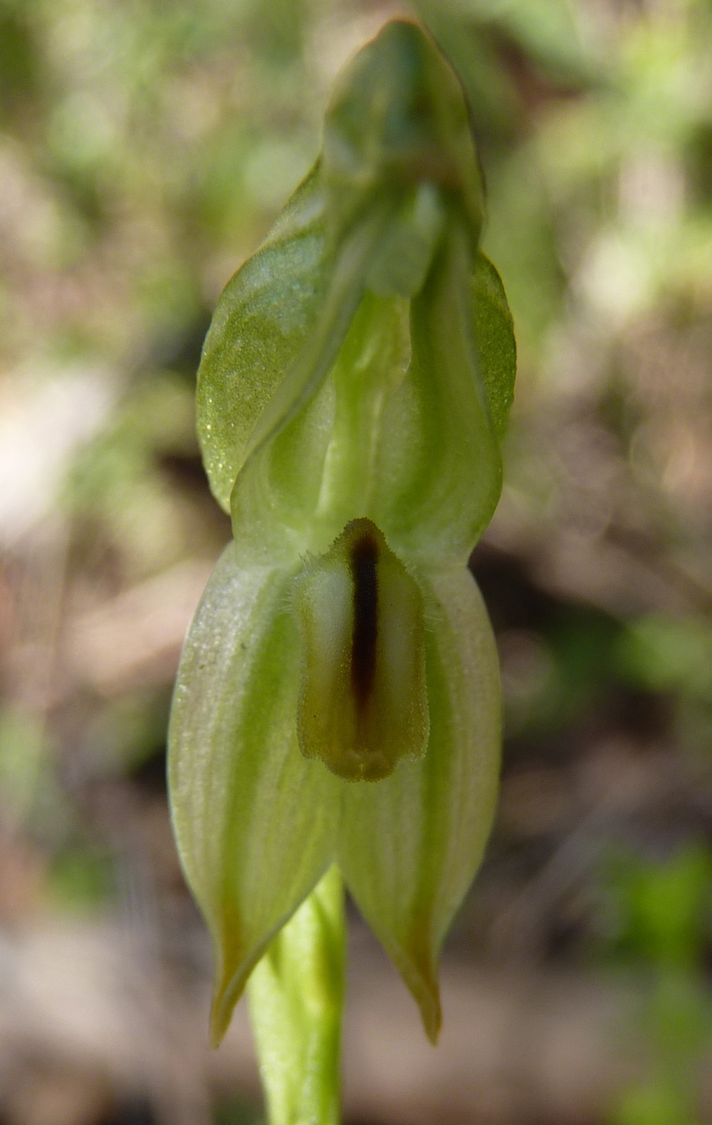 Pterostylis crassa (hero image)