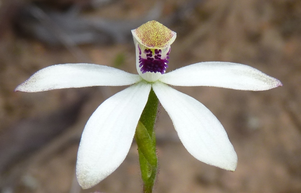 Caladenia cucullata (hero image)