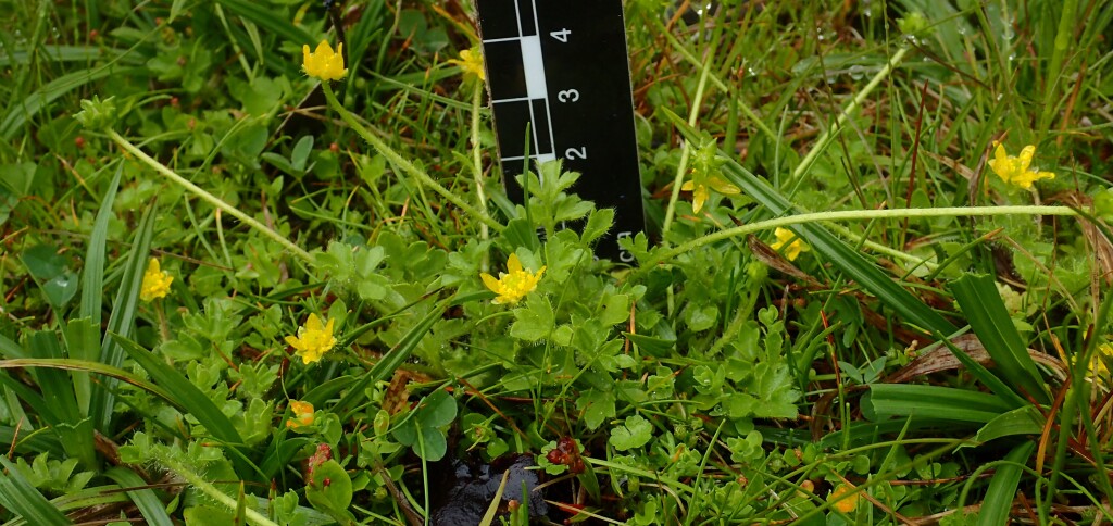 Ranunculus pimpinellifolius (hero image)