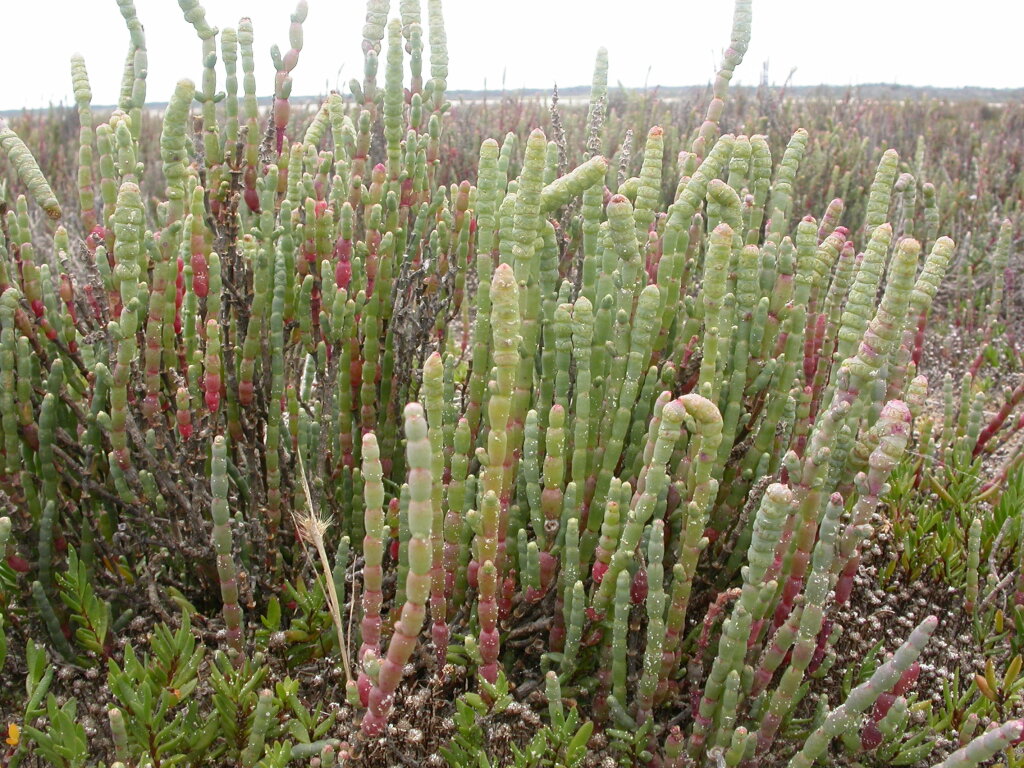 Salicornia blackiana (hero image)