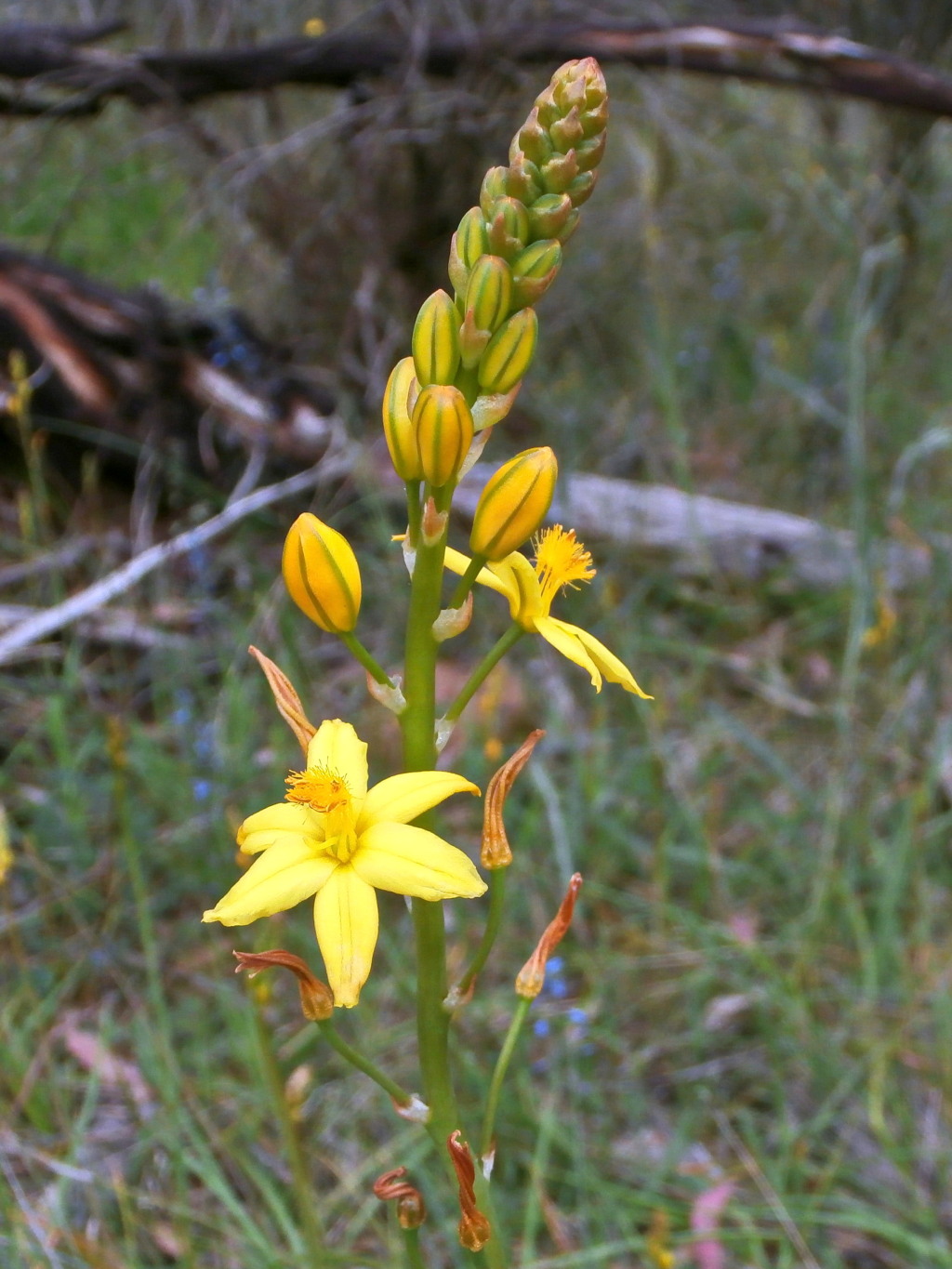 Bulbine bulbosa (hero image)