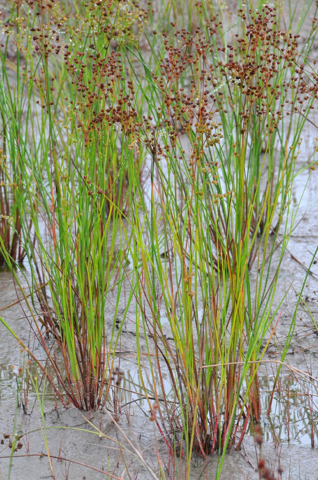 Juncus acuminatus (hero image)
