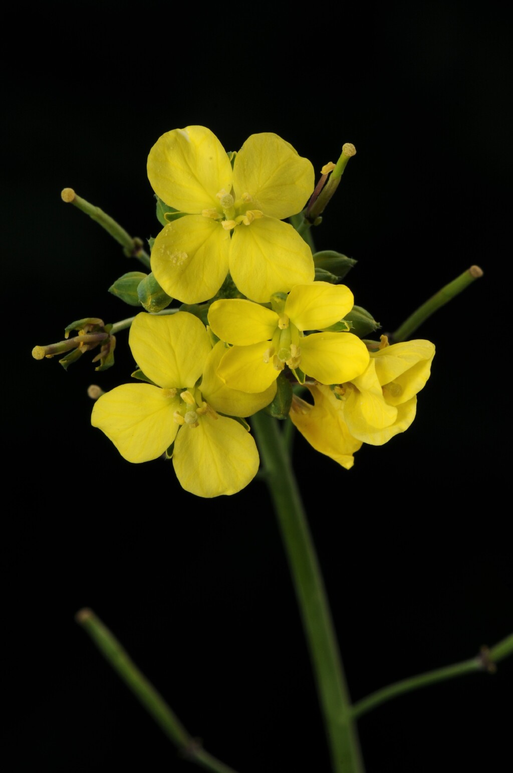Brassica (hero image)