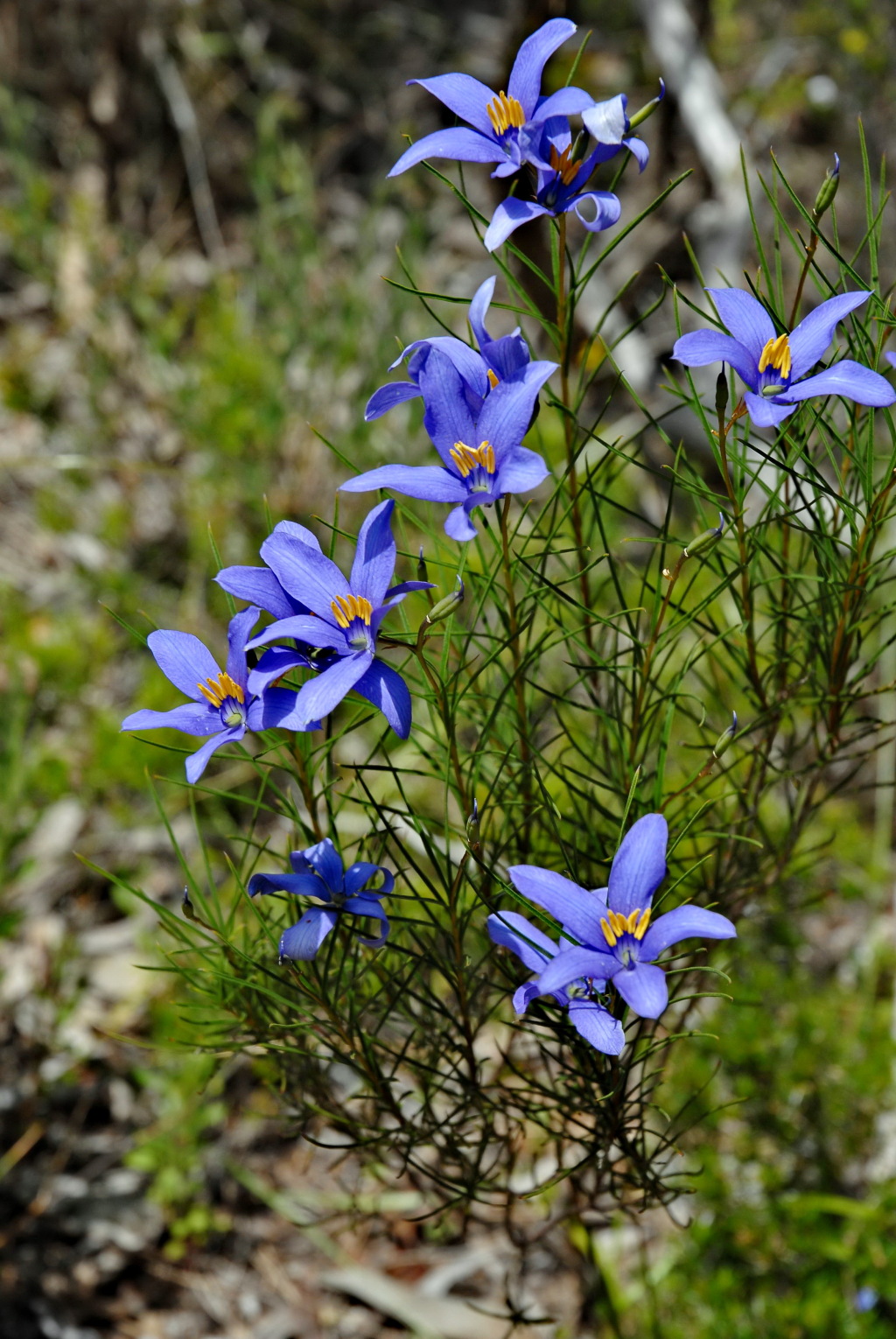 Cheiranthera alternifolia (hero image)