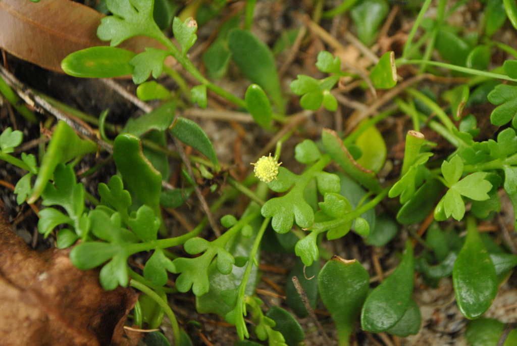 Leptinella longipes (hero image)