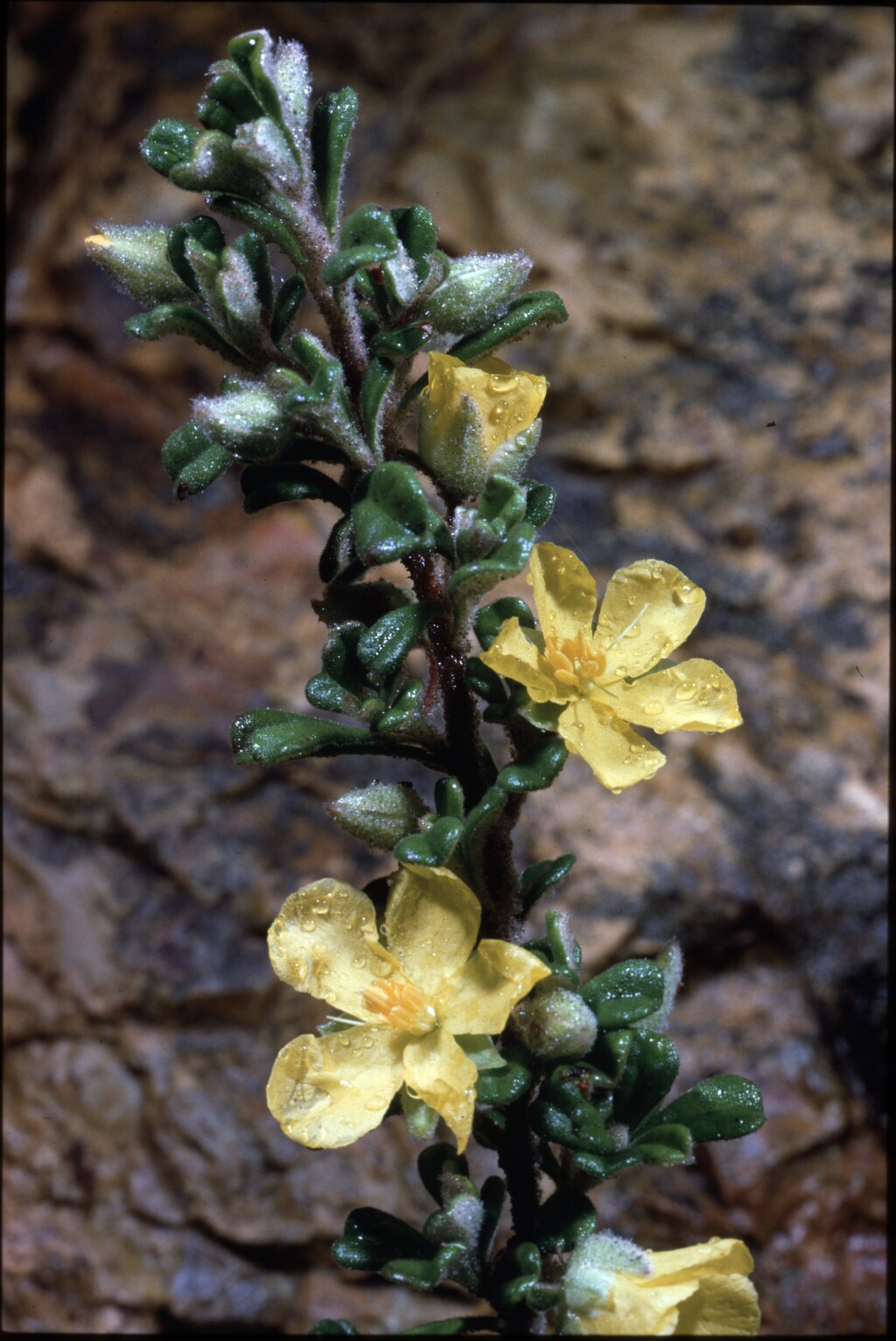 Hibbertia hermanniifolia subsp. recondita (hero image)