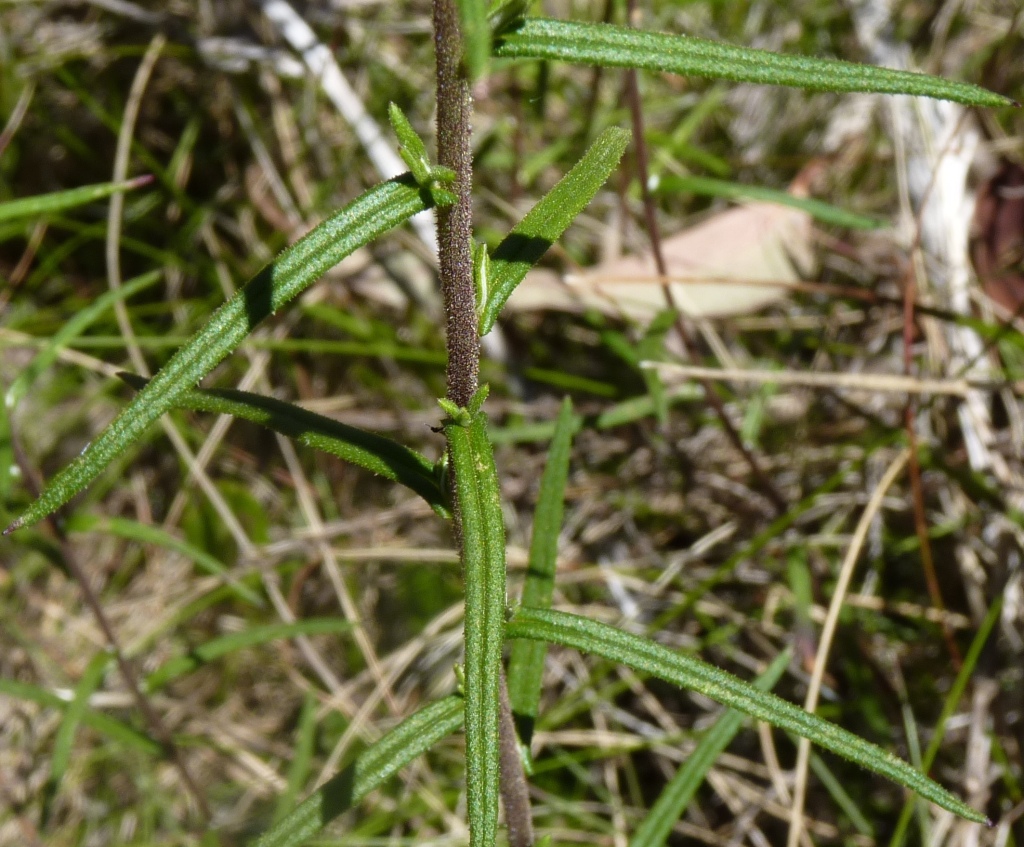 Coronidium adenophorum (hero image)