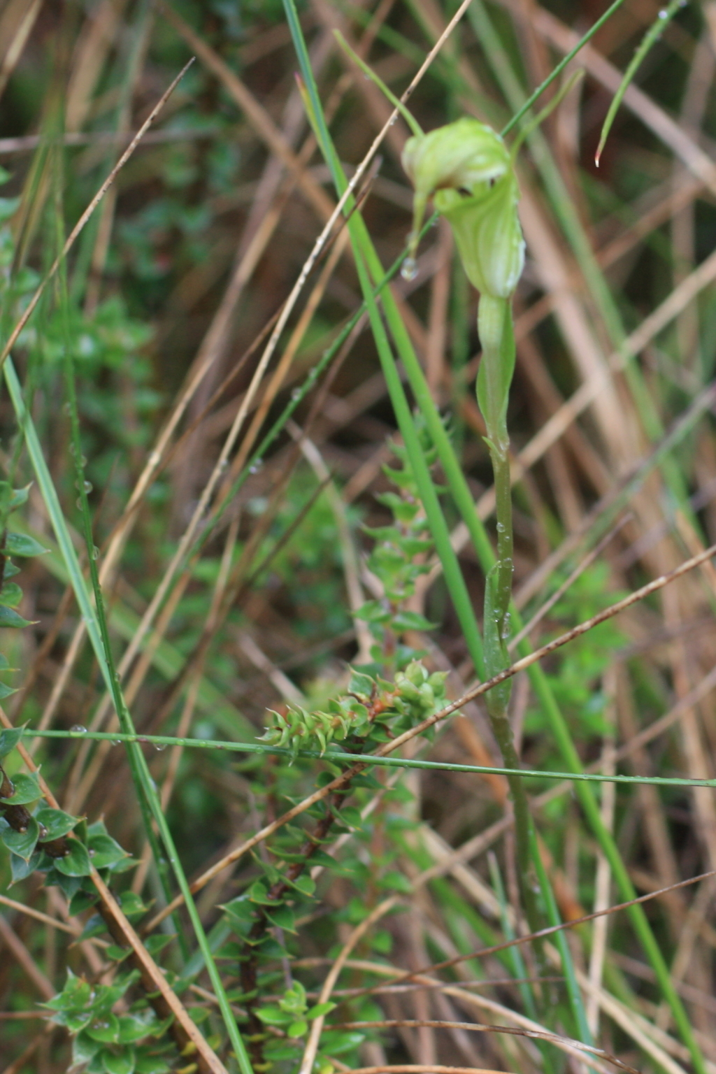 Pterostylis atrans (hero image)