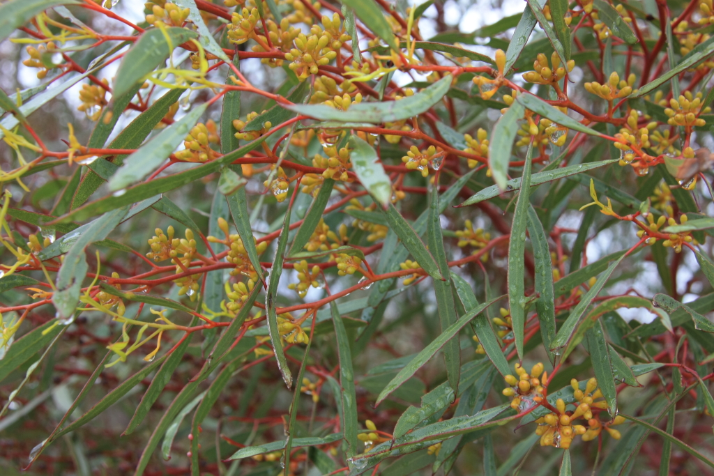 Eucalyptus leptophylla (hero image)