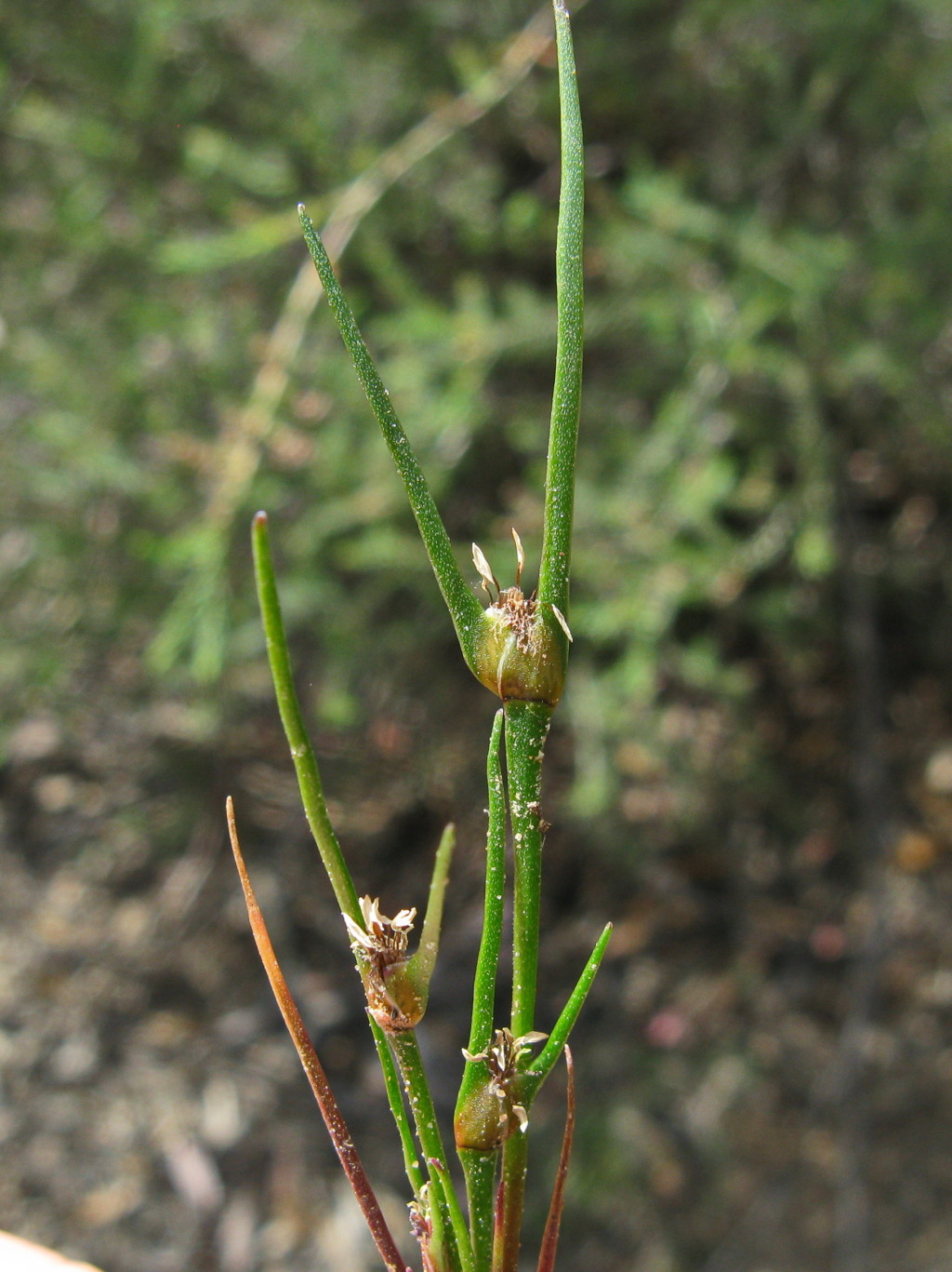 Centrolepis (hero image)