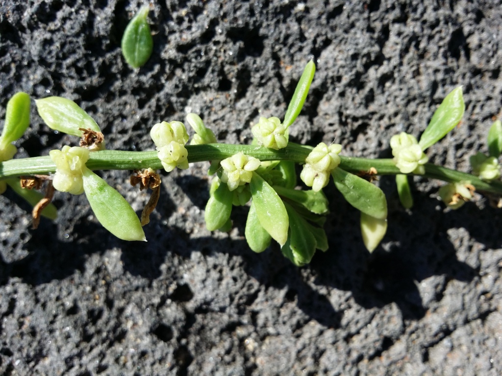 Beta vulgaris subsp. maritima (hero image)