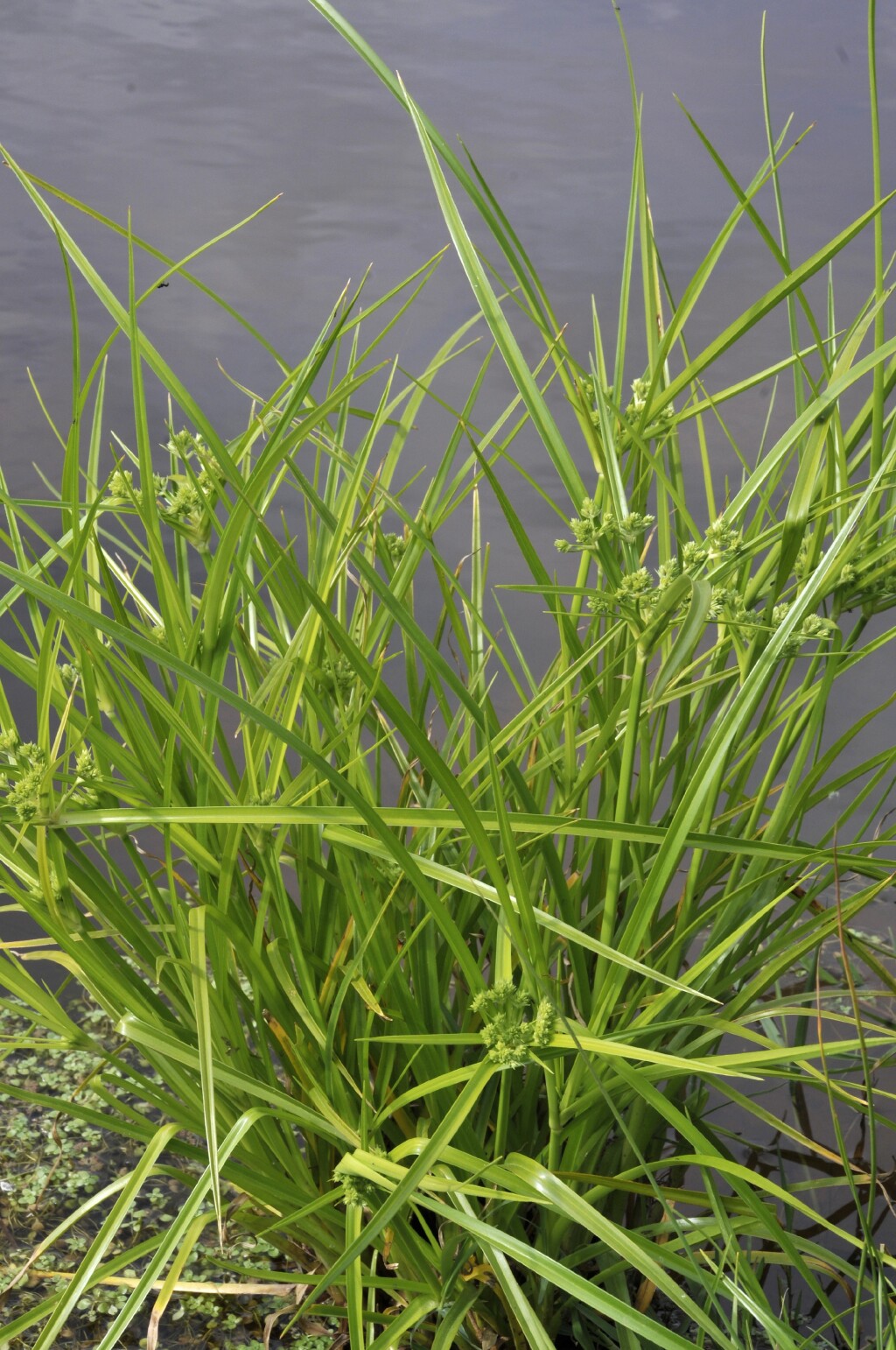 Cyperus eragrostis (hero image)