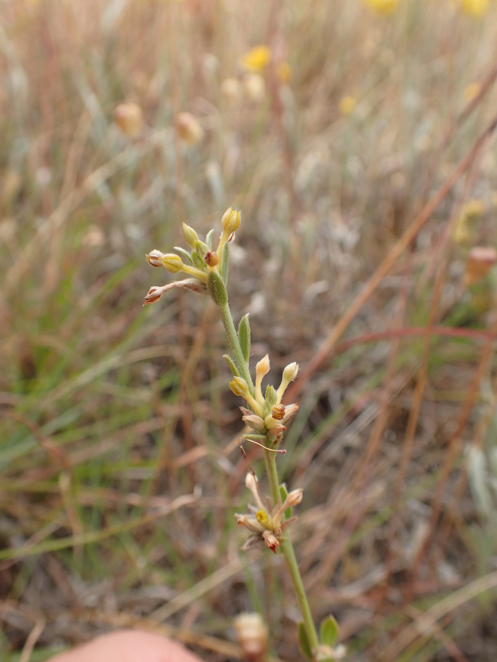 Pimelea curviflora subsp. sericea (hero image)