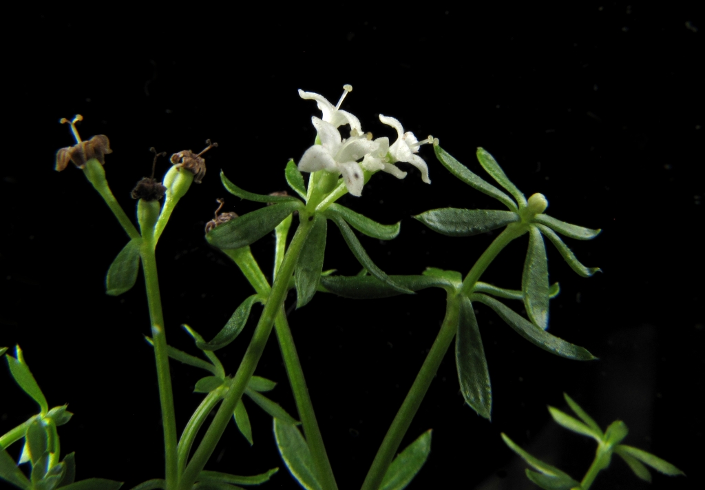 Asperula (hero image)