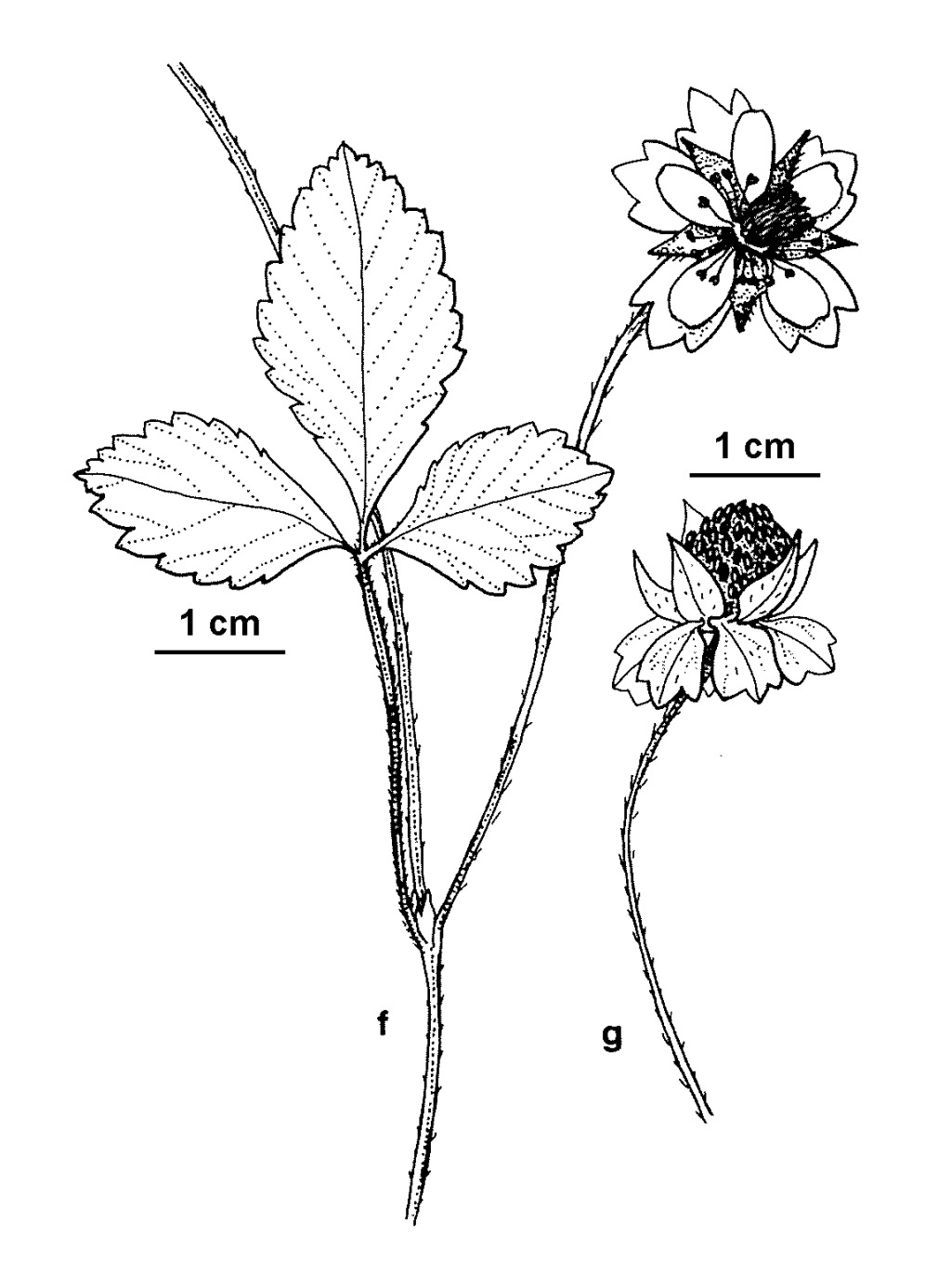 Potentilla indica (hero image)