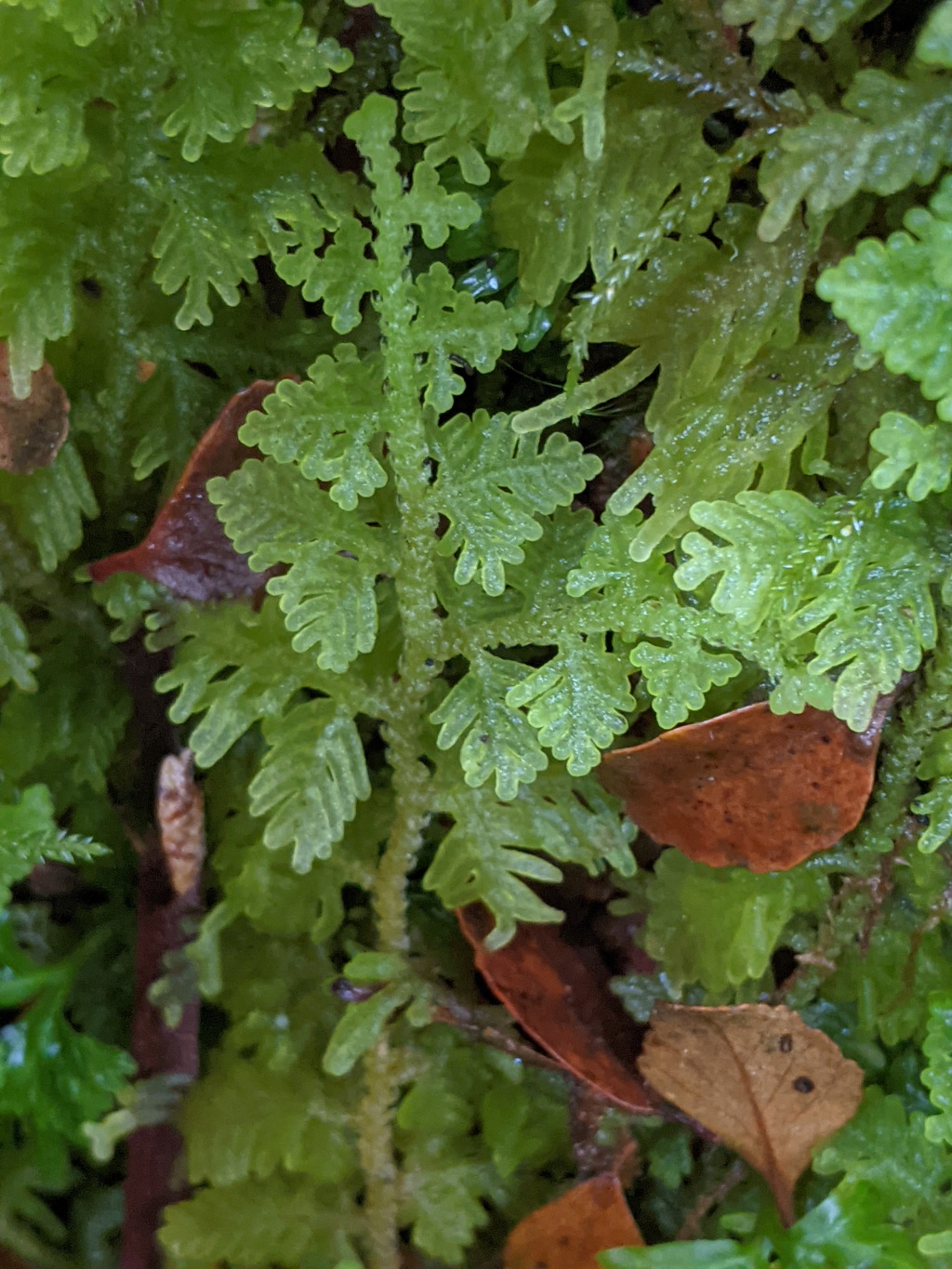 Trichocoleaceae (hero image)