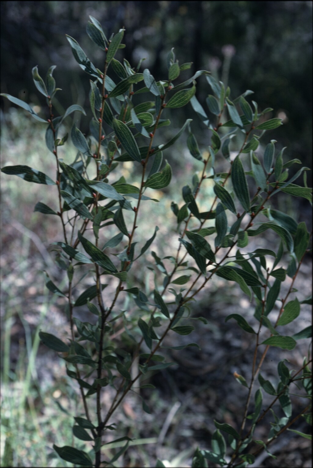 Hakea dactyloides (hero image)