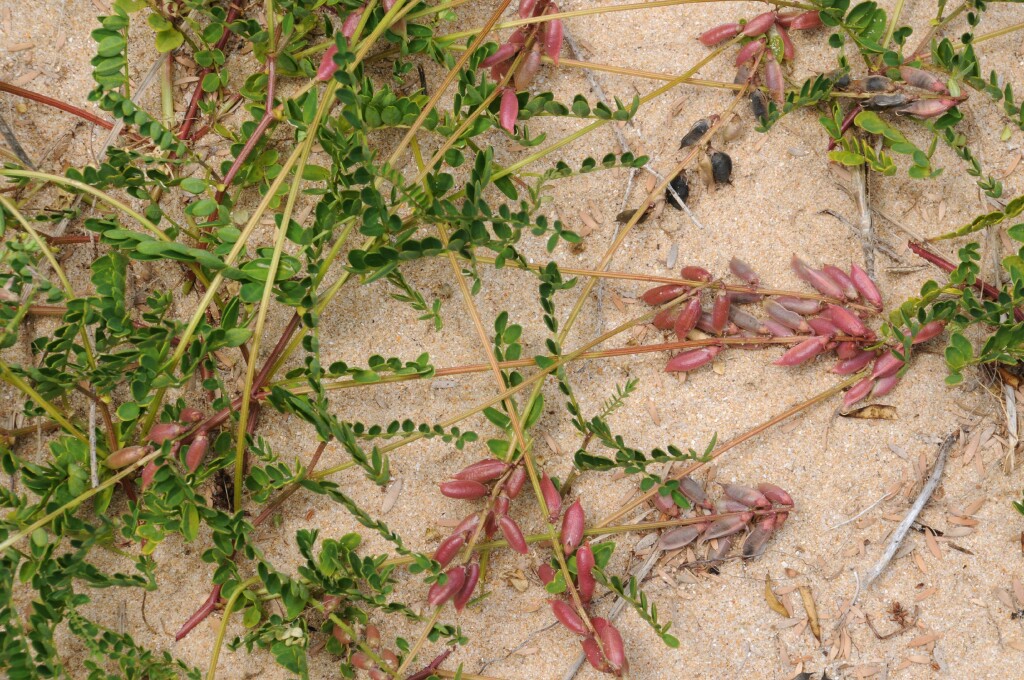 Swainsona lessertiifolia (hero image)