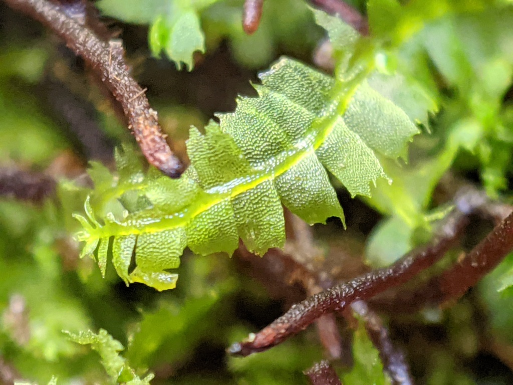 Leptophyllopsis (hero image)