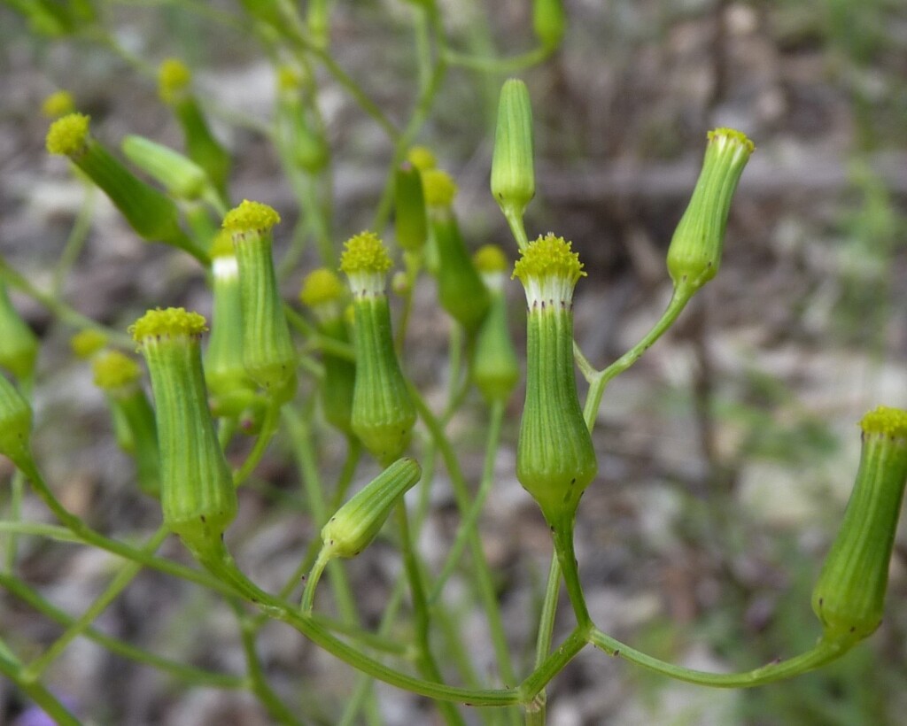 Senecio phelleus (hero image)