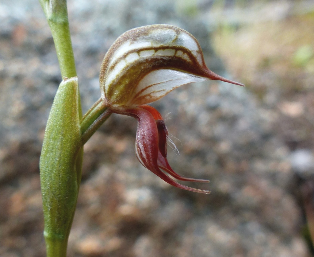 Pterostylis hamata (hero image)