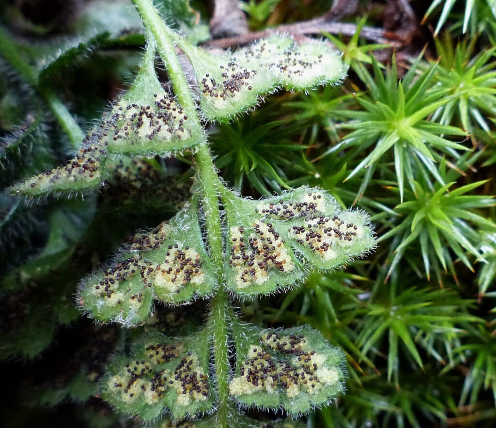 Asplenium subglandulosum (hero image)