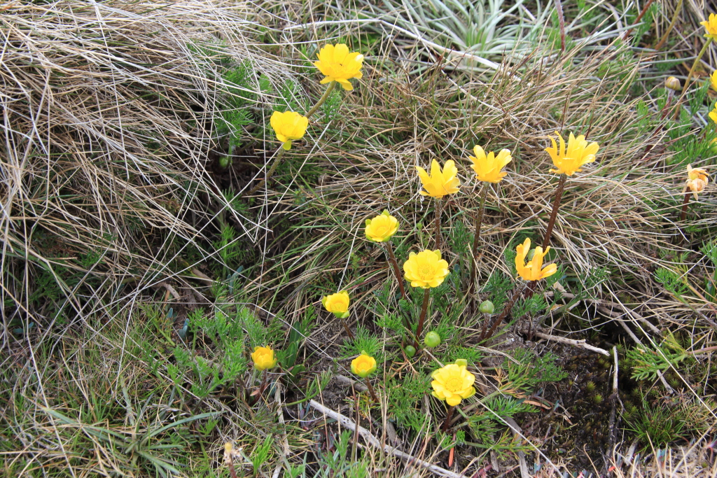 Ranunculus gunnianus (hero image)