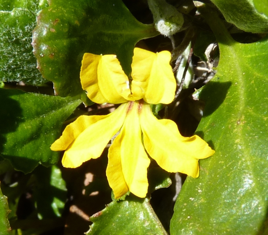Goodenia hederacea subsp. alpestris (hero image)