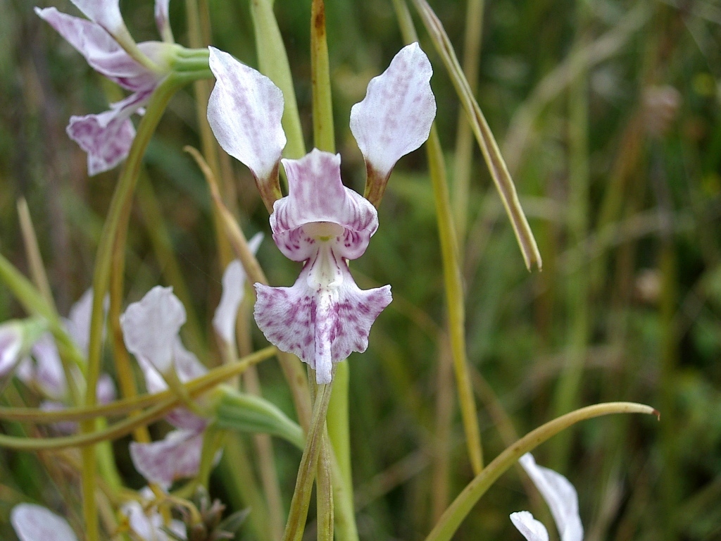 Diuris dendrobioides (hero image)