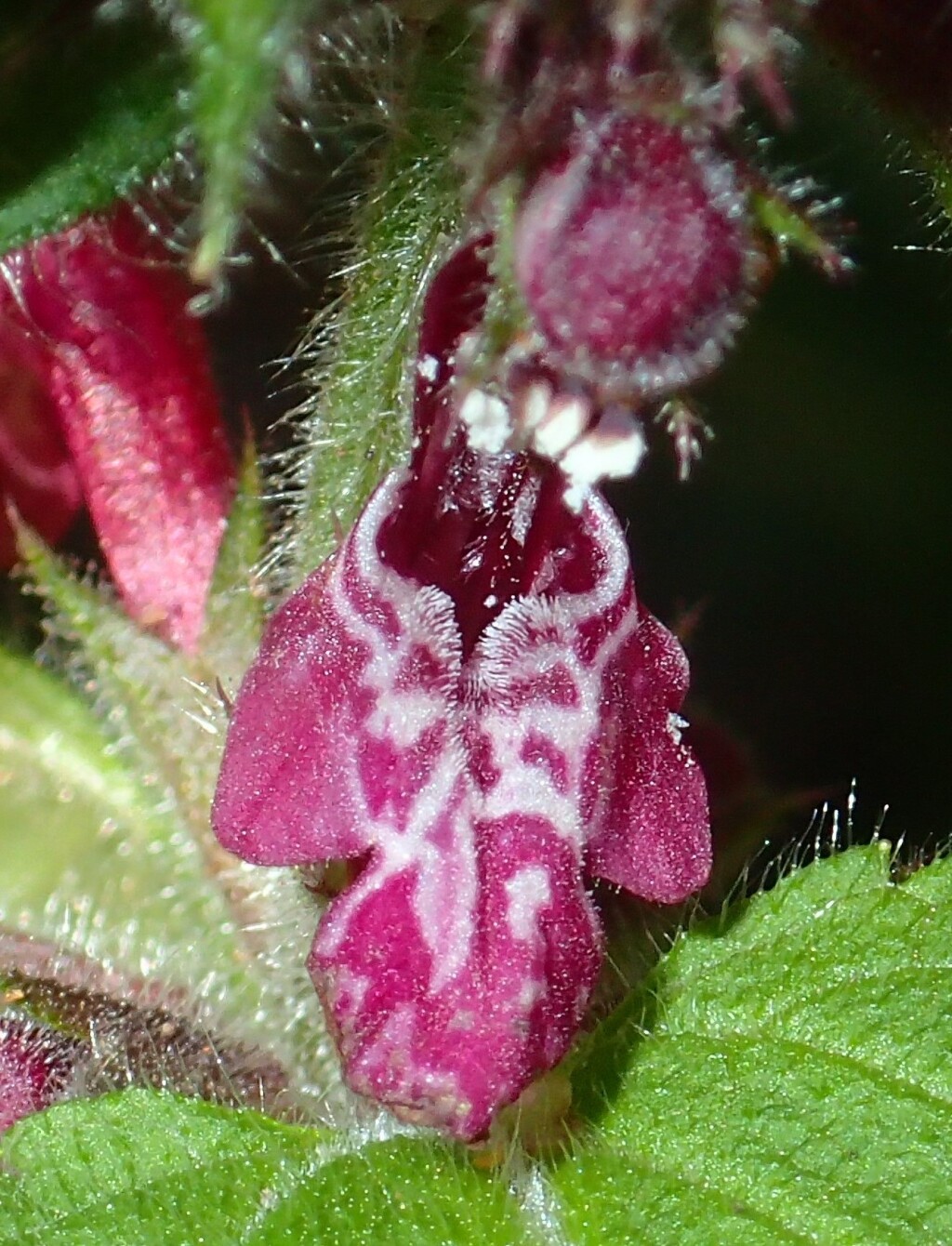 Stachys sylvatica (hero image)