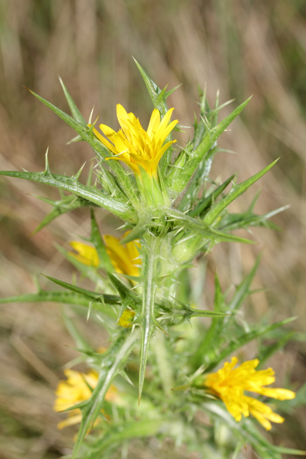 Scolymus hispanicus (hero image)